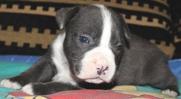 DDDawgs Kansas Law Dawg